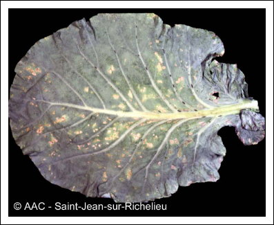 Pseudomonas syringae pv. maculicola (McCull.