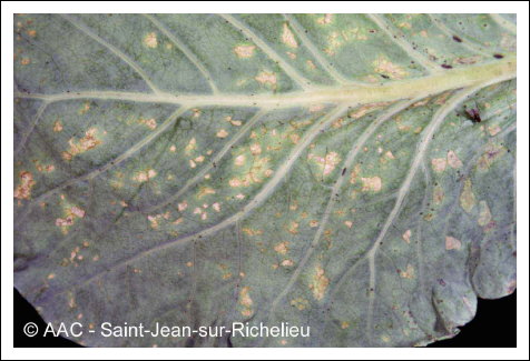 Pseudomonas syringae pv. maculicola (McCull.