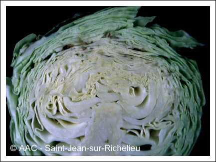 Br�lure de la pointe