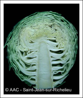 Br�lure de la pointe