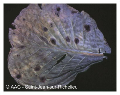 Alternaria brassicicola (Schwein.) Wiltshire