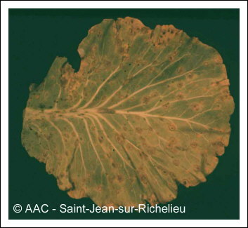 Alternaria brassicae (Berk.) Sacc.