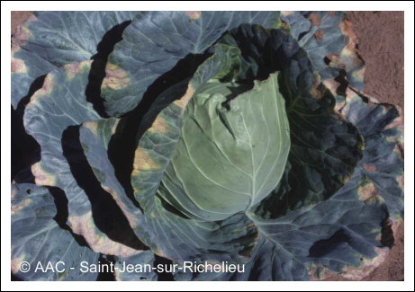 Xanthomonas campestris pv. campestris 