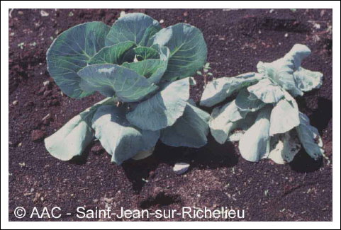 Plasmodiophora brassicae Woronin