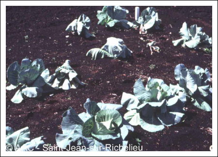 Plasmodiophora brassicae Woronin