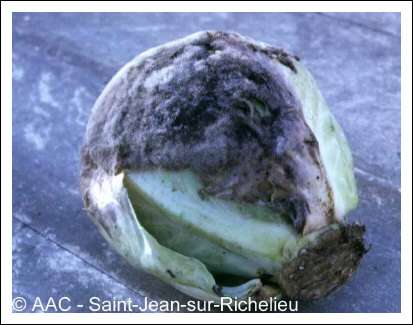 Botrytis cinerea Pers:Fr.