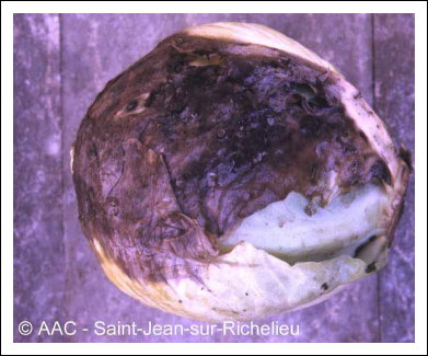 Botrytis cinerea Pers:Fr.