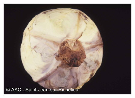 Erwinia carotovora subsp. carotovora 