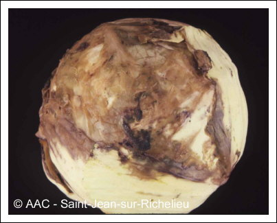 Erwinia carotovora subsp. carotovora 