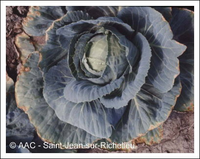 Alternaria brassicae (Berk.) Sacc.