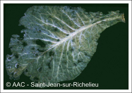 Alternaria brassicicola (Schwein.) Wiltshire