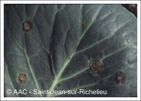 Alternaria brassicicola (Schwein.) Wiltshire