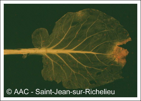 Xanthomonas campestris pv. campestris 