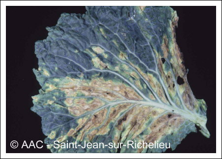 Xanthomonas campestris pv. campestris 