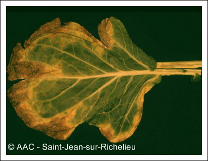 Xanthomonas campestris pv. campestris 