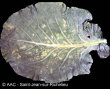 Pseudomonas syringae pv. maculicola (McCull.