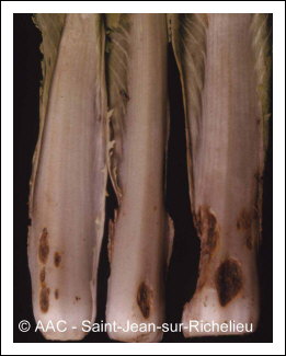 Peronospora parasitica (Pers.:Fr.) Fr.