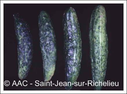 Cucumber mosaic virus