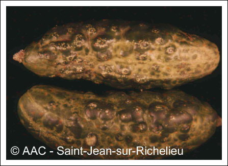 Cucumber mosaic virus