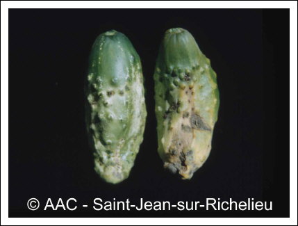 Cladosporium cucumerinum Ellis & Arth.