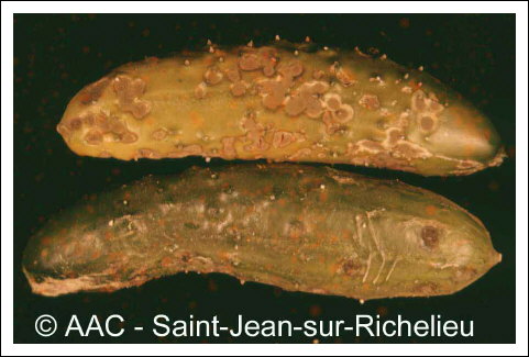 Colletotrichum orbiculare (Berk.& Mont.) Arx