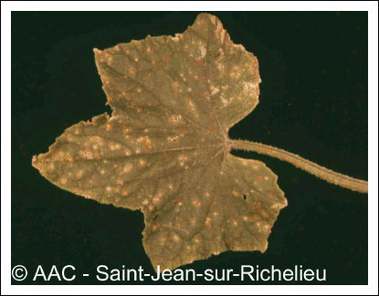 Colletotrichum orbiculare (Berk.& Mont.) Arx