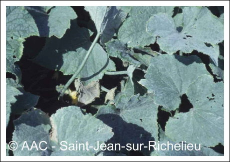 Erysiphe cichoracearum DC.