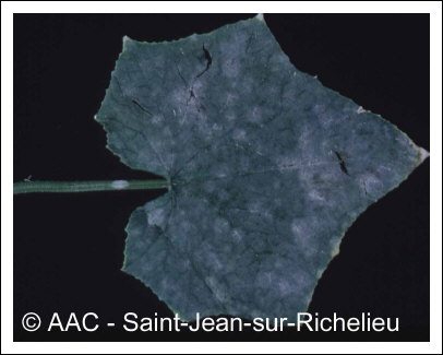 Erysiphe cichoracearum DC.