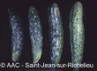 Cucumber mosaic virus