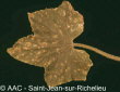 Colletotrichum orbiculare (Berk.& Mont.) Arx