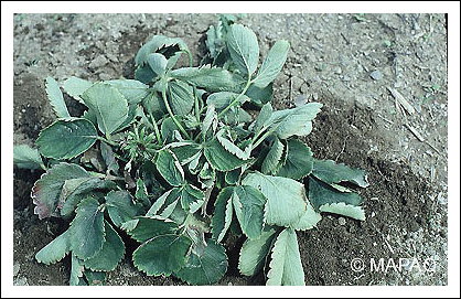 Fl�trissement verticillien