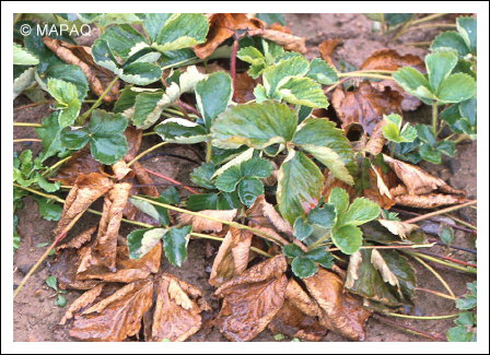 Fl�trissement verticillien