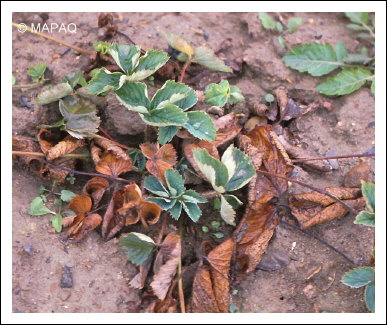 Fl�trissement verticillien