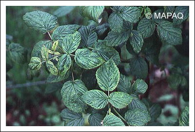 Mosa�que du framboisier