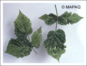 Mosa�que du framboisier