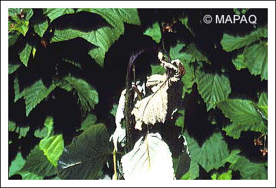 Br�lure bact�rienne