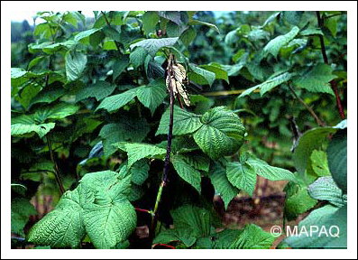 Br�lure bact�rienne