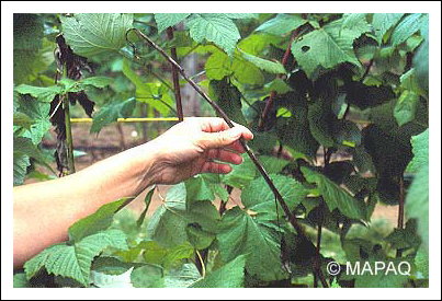 Br�lure bact�rienne