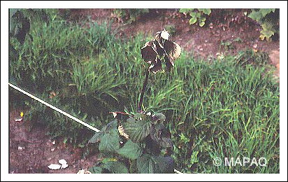 Br�lure bact�rienne