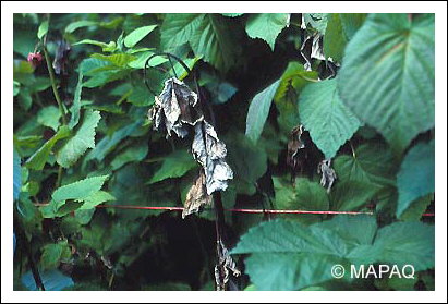 Br�lure bact�rienne