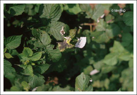 Br�lure bact�rienne