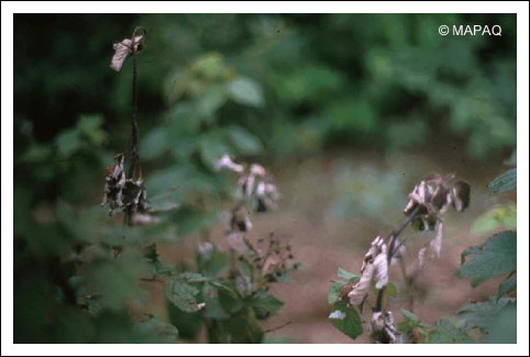 Br�lure bact�rienne