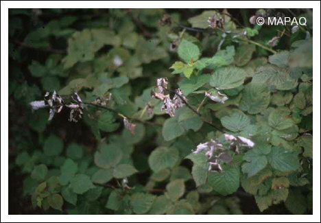 Br�lure bact�rienne