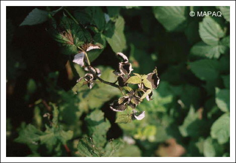 Br�lure bact�rienne