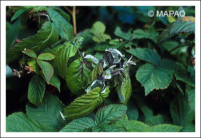 Br�lure bact�rienne