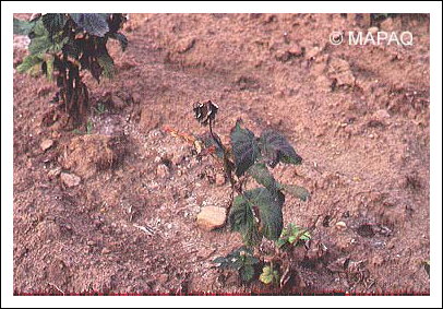 Br�lure bact�rienne