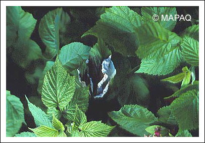 Br�lure bact�rienne