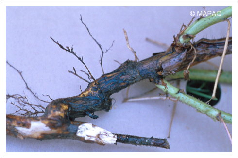 Phytophthora spp.