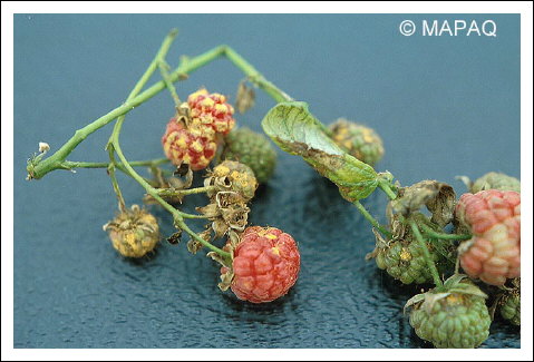 Rouille jaune tardive