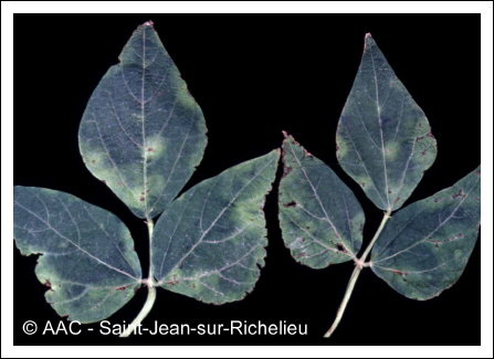 Pseudomonas syringae pv.phaseolicola 